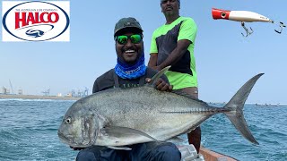 Download Lagu Fishing with Halco Roosta Popper | Gaint Tervally Fishing| Lure Fishing E8 | It's Hobby Time MP3 Download Lagu Fishing with Halco Roosta Popper | Gaint Tervally Fishing| Lure Fishing E8 | It's Hobby Time MP3
