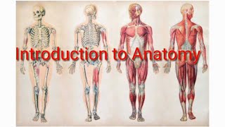 How to understand anatomy- anatomical position,lithotomy position,supine,prone,planes of human body,