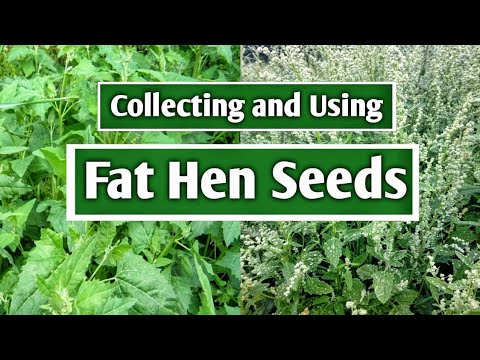 Collecting and using Fat hen (Chenopodium album) seeds "Wild Quinoa"