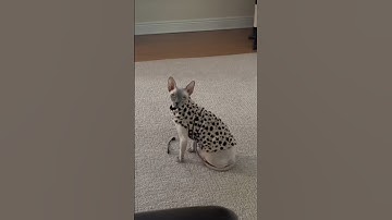 Any time Neytiri finds a new toy 🐾 #sphynx #cat #hairlesscats