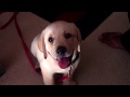 LABRADOR PUPPY 8 WEEKS OLD cute