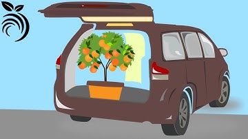 Nguy cơ di chuyển cây cam quýt ở California