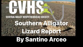 Southern alligator lizard report by Santino Arceo , age 11