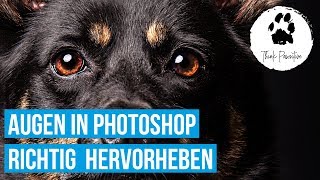 Editing/highlighting/brightening eyes in Photoshop - Dog photography screenshot 4