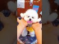 Beautiful queen Puppy🥰. #shorts