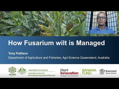 Video: Fusarium Wilt սեխ