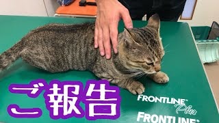 【お知らせ】元野良猫チュンパ君度目の病院に行って来た結果