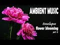 Relaxing ambient music  beautiful flower blooming timelapse part 2  chill out  meditate sounds