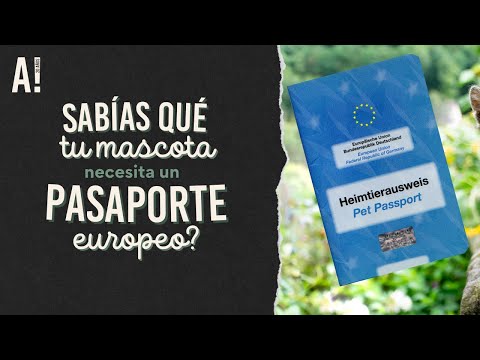 Video: Cómo Hacer Un Pasaporte Para Un Gato