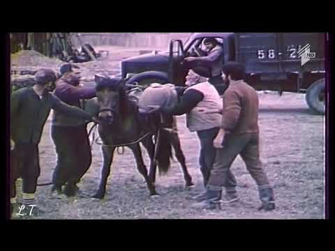 ვიდეო: აბსცესი - ცხენები - აბსცესის მკურნალობა