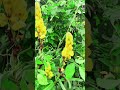 bulaklak #trending