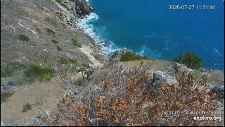 July 27 2026 Peekaboo Can you see Chase Two Harbors Bald Eagles