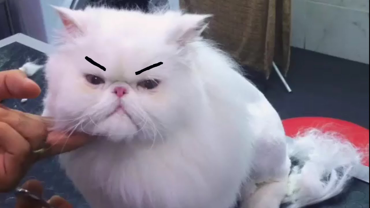 Angry Cat 😾 Cute Cat Videos 