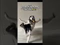 POV: Me After Solving One Small Problem In Life 😭🐶✨ #shorts #funny #comedy #ytshorts