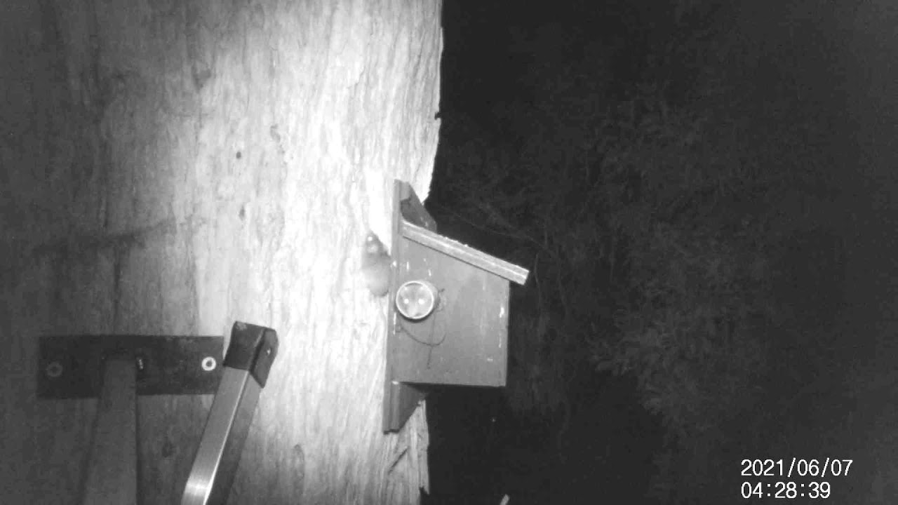 Another pair of agile antechinus