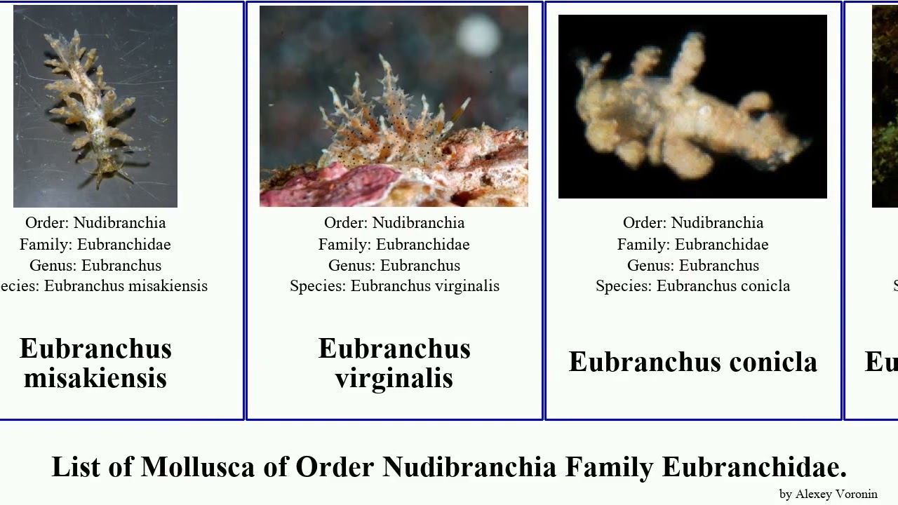 List of Mollusca of Order Nudibranchia Family Eubranchidae. eubranchus andra tricolor pallida Fuse