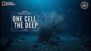 Xenophyophore: The Giant Single Cell That Builds Structures in the Deep