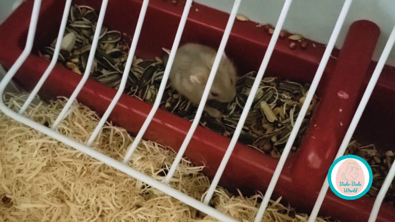 Ep 03: Meet the Golden One