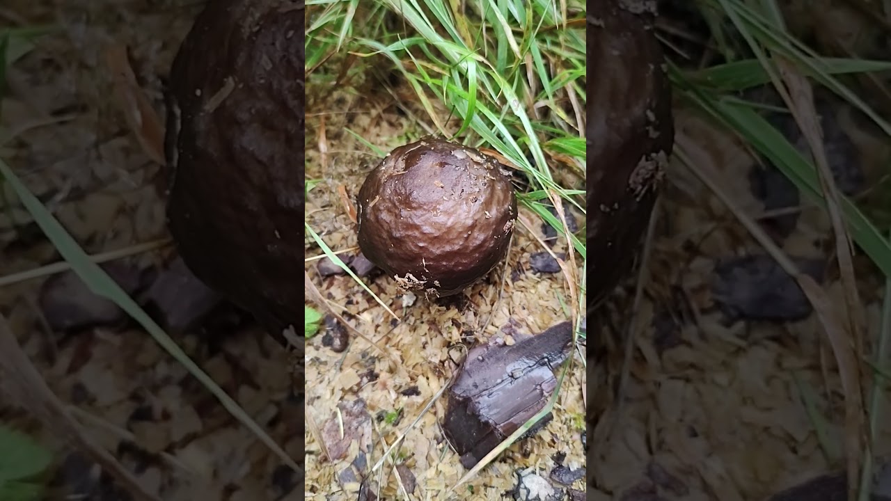 Pilze/Fungi. Pluteus cervinus. Плютей олений