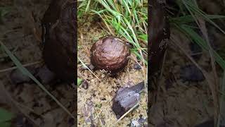 Pilze/Fungi. Pluteus cervinus. Плютей олений