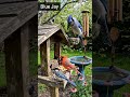 Who Visited The Sanctuary Today? ⭐ Sanctuary#Wildlife#BirdWatching#NatureSounds