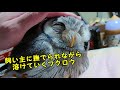フクロウが眠りにつくまで(物理)