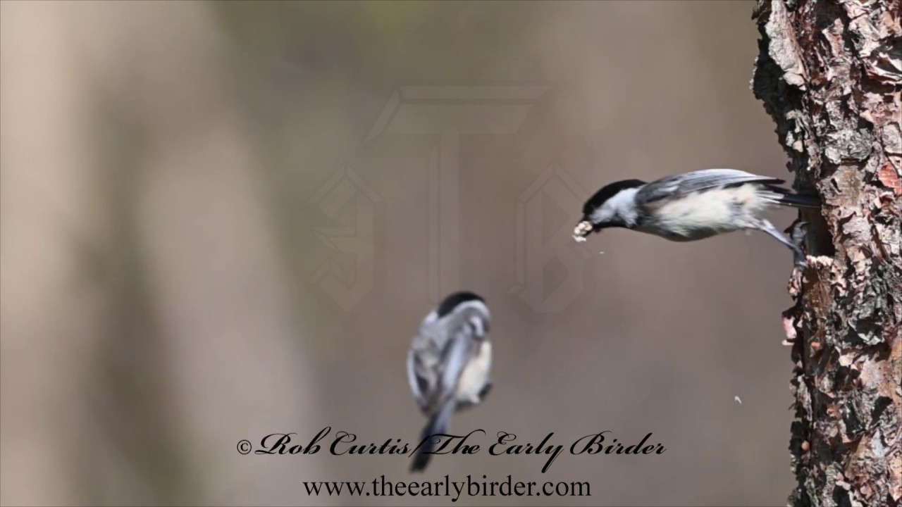BLACK-CAPPED CHICKADEE flying Poecile atricapillus