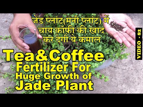 Jade plant Tea and Coffee fertilizer for huge growth and care