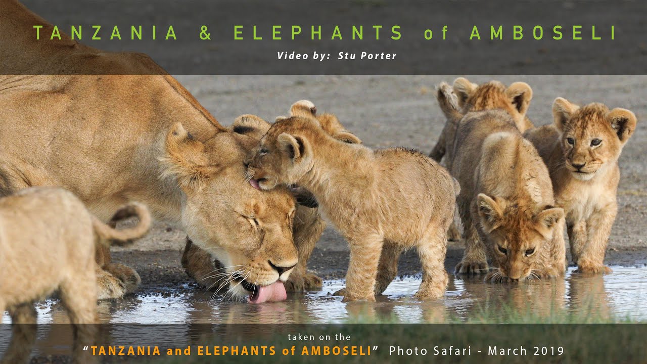 Wild4 Photo Safaris Tanzania & Elephants of Amboseli Photo Safari