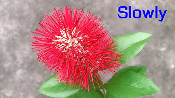 ABC TV | How To Make Powderpuff Combretum Paper Flower With Shape Punch (Slowly)  - Craft Tutorial