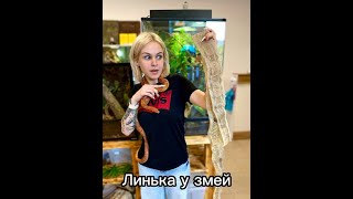 Линька у змеи и как ее пережить?