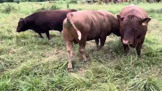 Our Macho Bulls meet the ladies for breeding season.