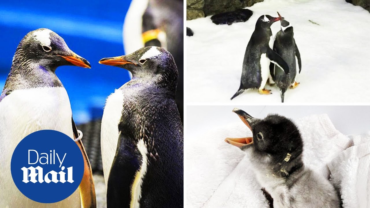 Gay penguins become second time dads at Sydney aquarium