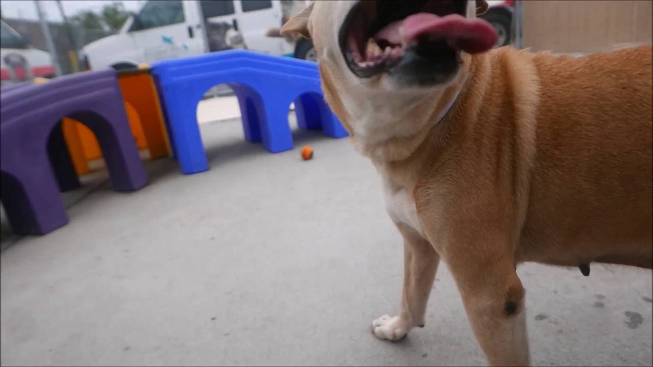 Princess - A1080370 - Brooklyn ACC camera iphone 8 plus apk