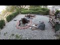 Bear visits Reno backyard pond