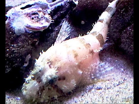 ウラナイカジカ Tadpole Sculpin Psychrolutes Paradoxus Youtube