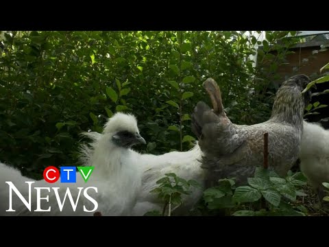 What the cluck? You can now rent a chicken in Calgary