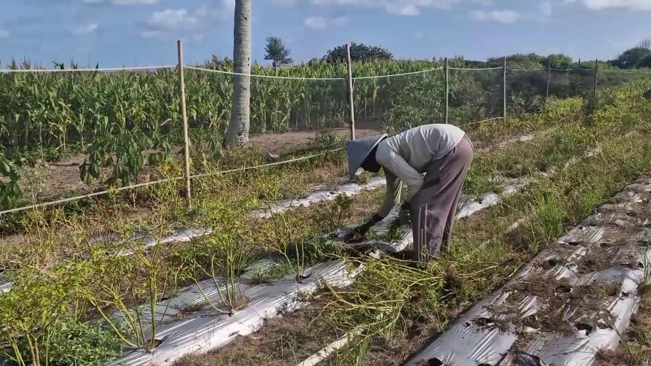 GENIUS FARMING TRICKS: RENOVATING AN OLD CHILI FIELD WITHOUT MACHINES-Agriculture Farming