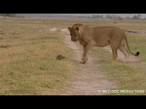 Young lion playing with mongoose