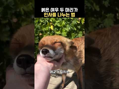 붉은 여우의 독특한 인사법 thumbnail