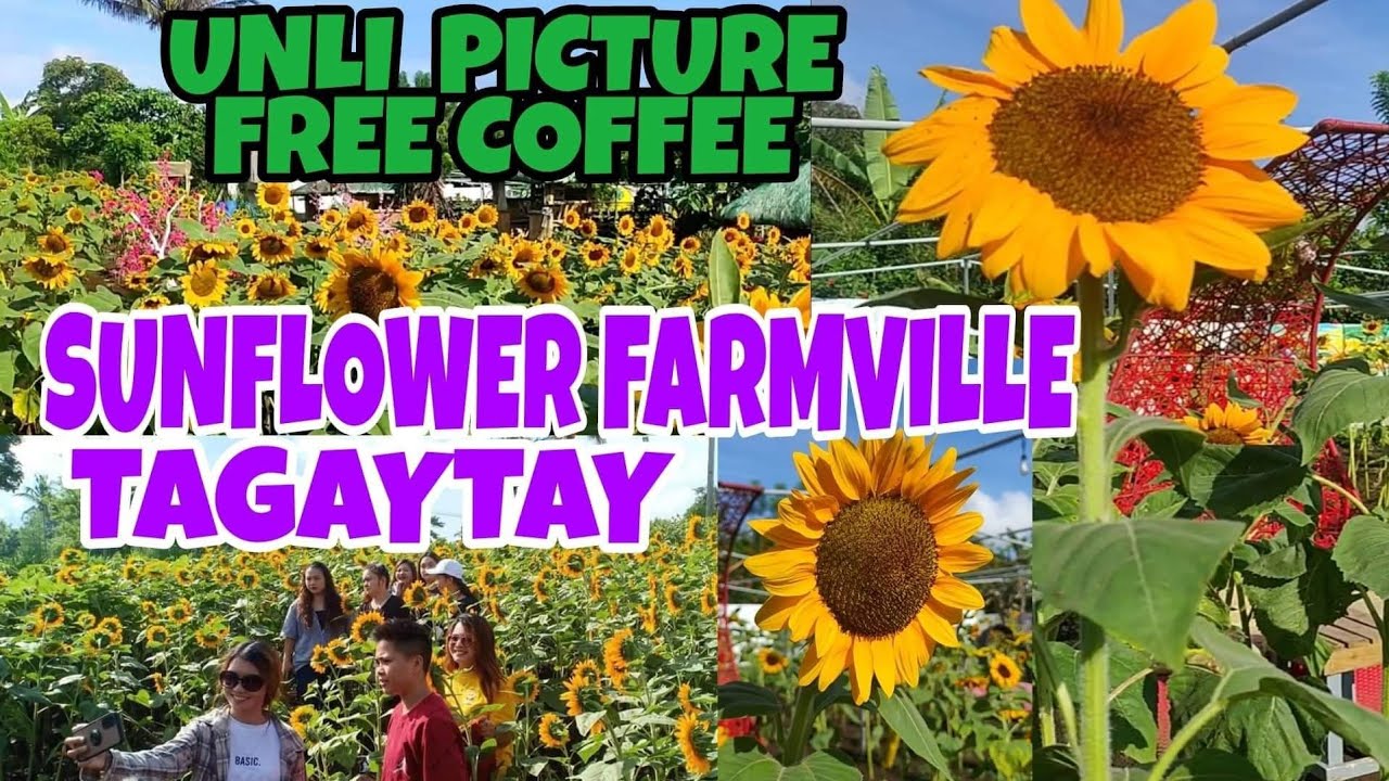 SUNFLOWER FARMVILLE at TAGAYTAY/Rustine jacob and mommy vlog YouTube