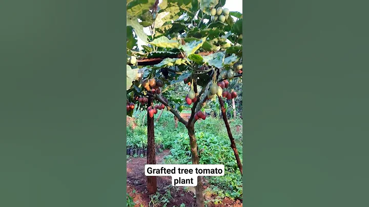 grafted tree tomato plants