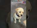 Labrador Dog Jimmy Music Video Viral Shorts
