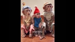 मोहल्ले में भंडारा 🤤😂 || bhandaara comedy video || bhandare ki funny video || monkey funny video