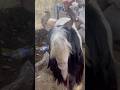 Deonar Bakra Mandi..#shorts #deonarbakra #deonarmandi #bakramandi #goats #bakra #animals #trending