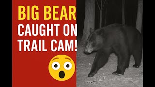 Bear Strolls By Like He Owns the Place!