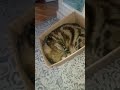 Уснувший кот Cat видосыоткота кот веселыекоты котик юмор джейсонпародия Уснувший кот Cat видосыоткота кот веселыекоты котик юмор джейсонпародия