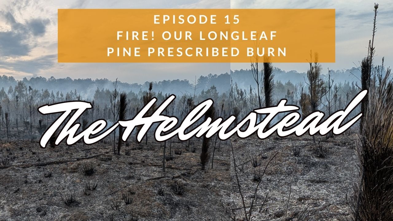 Ep15 FIRE! Our Longleaf Pine Prescribed Burn - The Helmstead