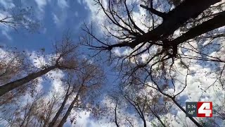 Restoration work in Forest Park’s Successional Forest continues after May tornado