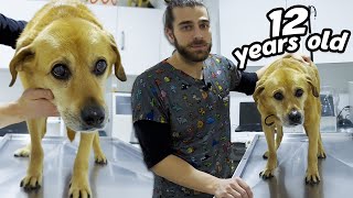 EN USLU MİSAFİR GELDİ! 😍 ( 12 Yaşında Bir Köpek! ) Resimi